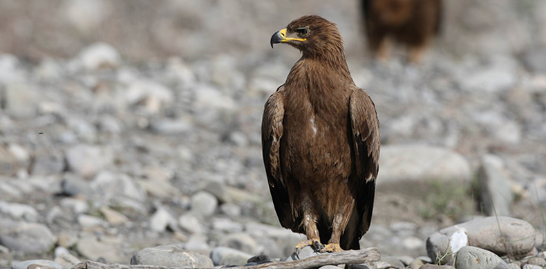 Stepper Eagle