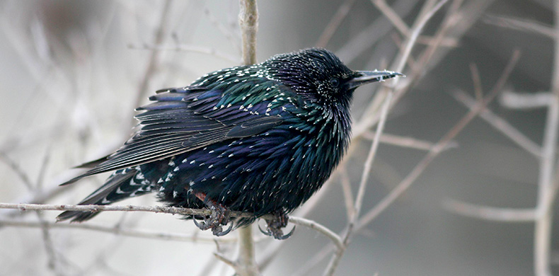 Starling
