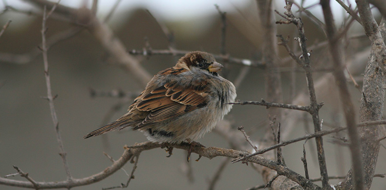 Hous Sparrow
