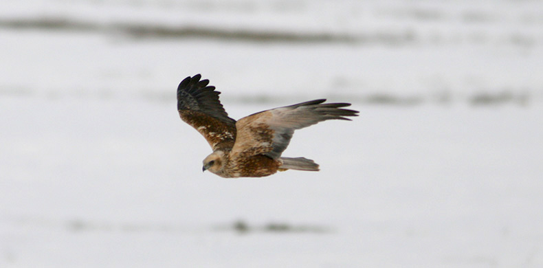 Marsh Harrier
