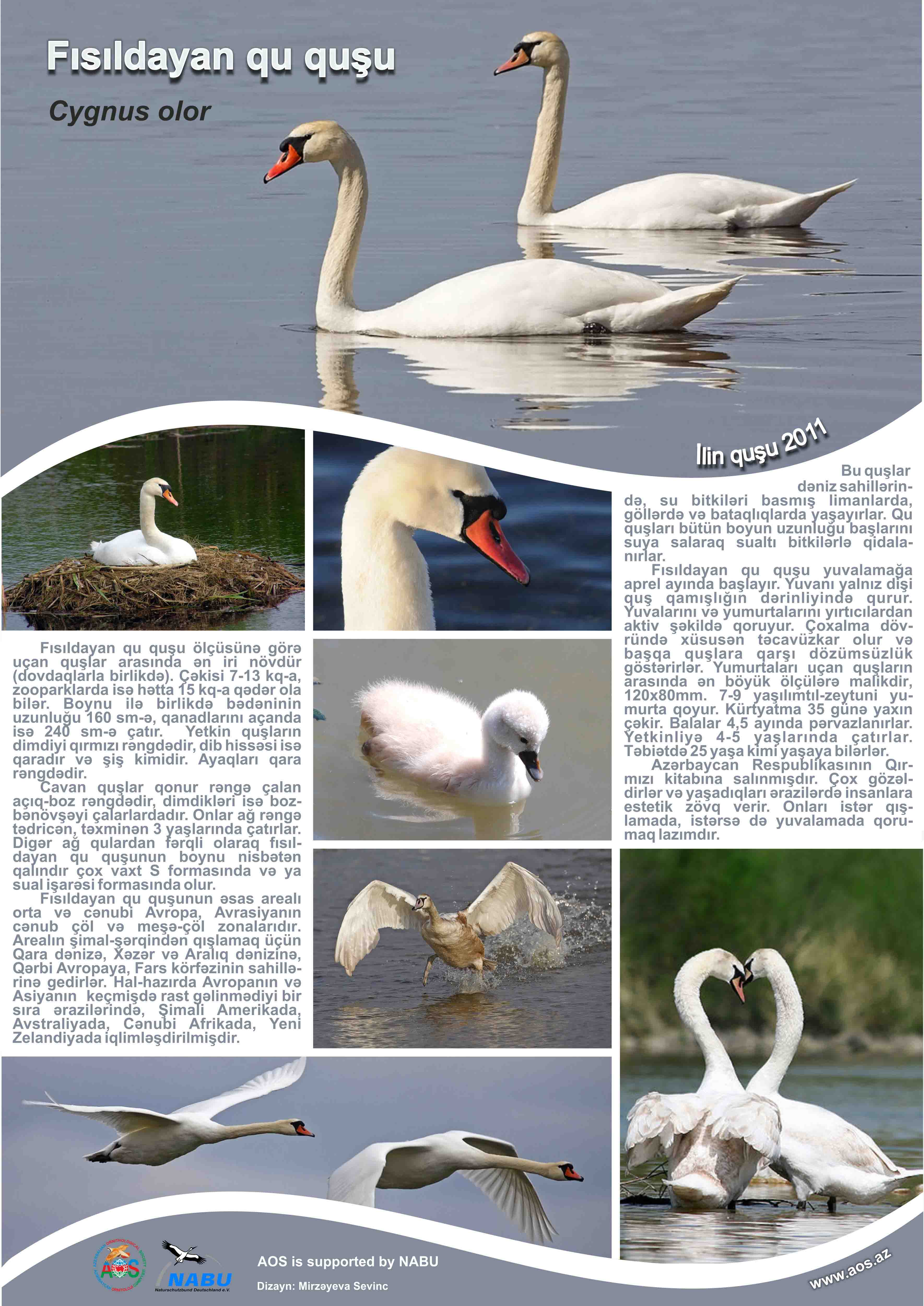 Mute swan- poster