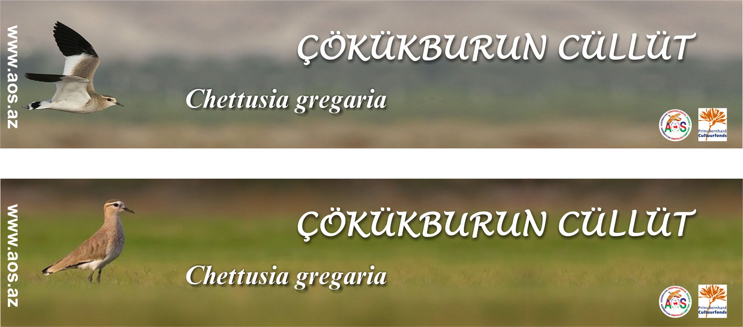 insert - chokukburun cullut
